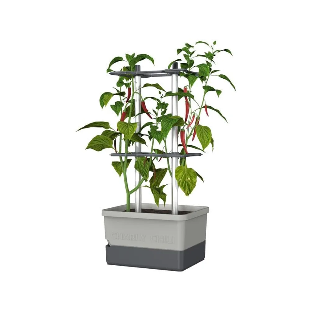 Gusta Garden Pflanzentopf CHARLY CHILI Starterset