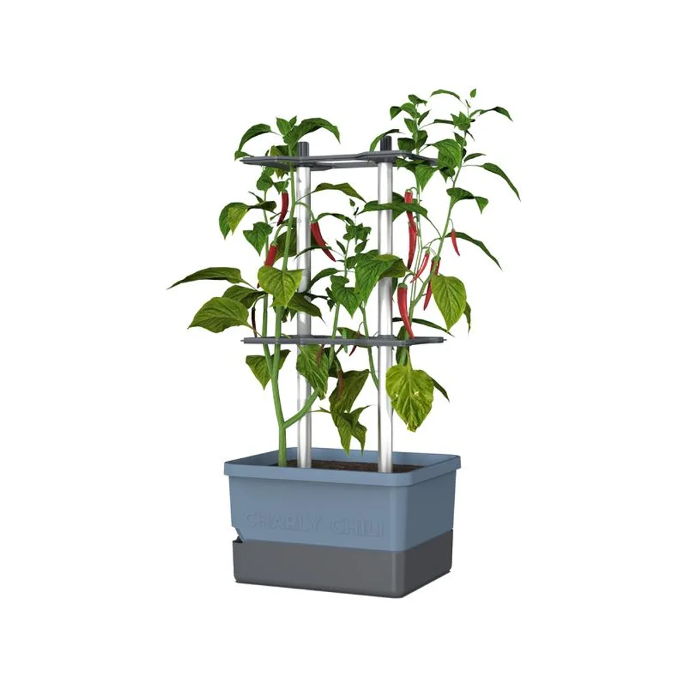 Gusta Garden Pflanzentopf CHARLY CHILI Starterset